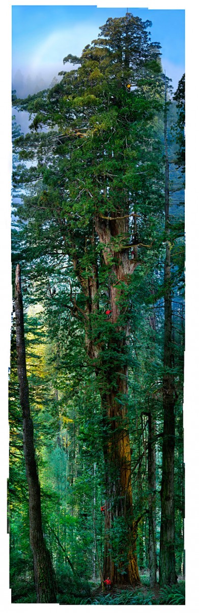 hyperion photo entiere 391x1200 Les plus grands arbres du monde
