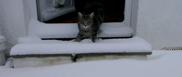Video Chat qui decouvre la neige Chat qui découvre la neige