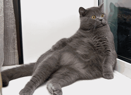 moi-un-chat-gros-what.gif