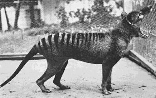 Le dernier tigre de Tasmanie