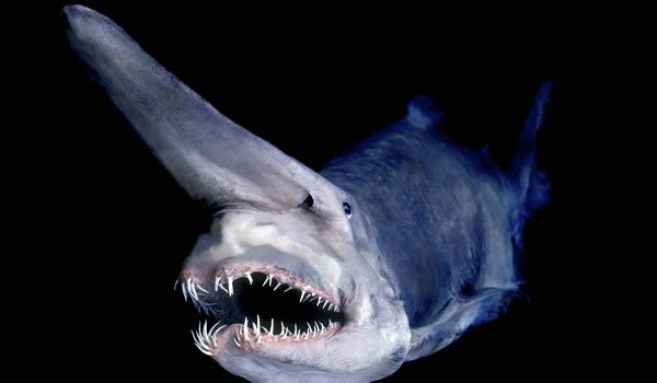 animal requin lutin