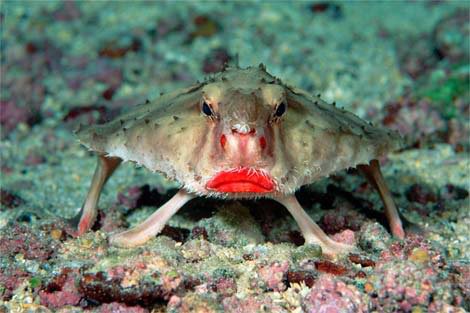 le Red Lipped Batfish