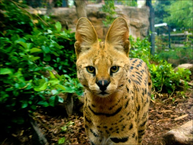 le serval