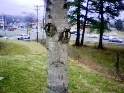 forme de visage sur un arbre