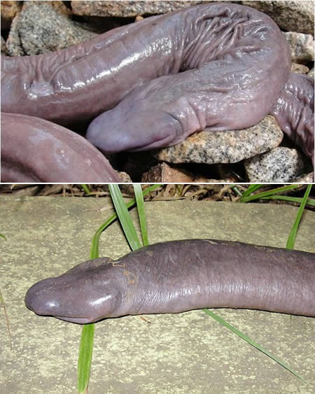 serpent penis