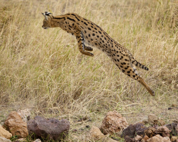 serval saut