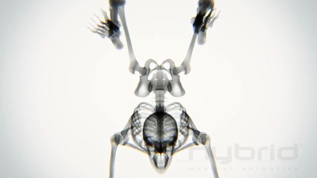 Radio squelette 3D yoga