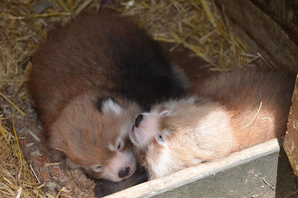 panda roux bebes