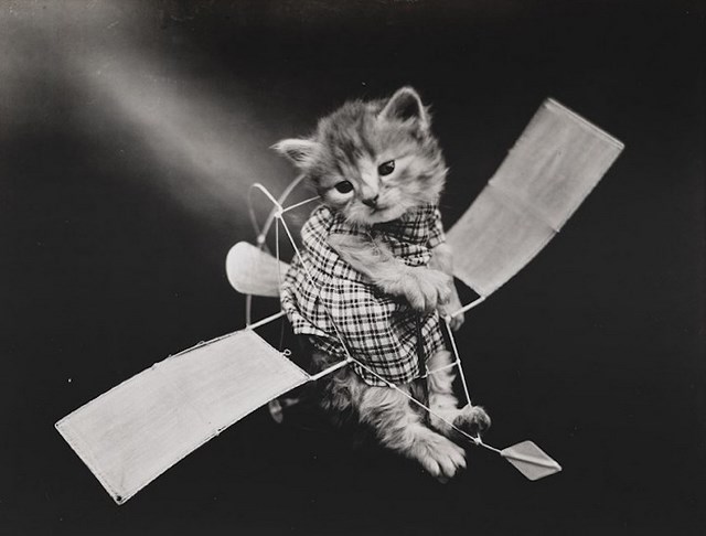 Photos Harry Whittier Frees Engin Volant Lolcats