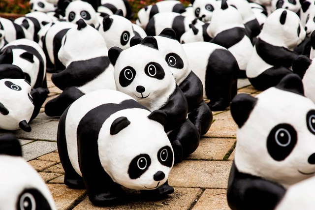 tour du monde panda