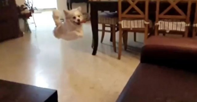 chien saut canape fail