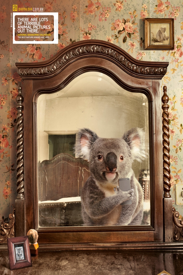 National Geographic Koala