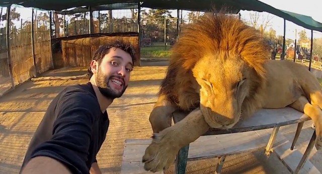 alex chacon selfie lion