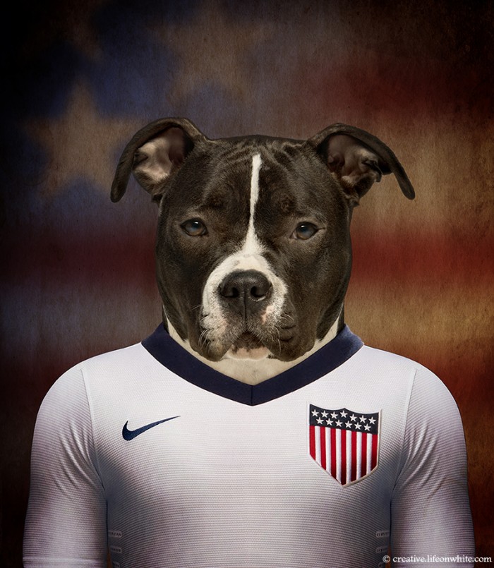 chiens coupe du monde 2014 American Staffordshire Terrier