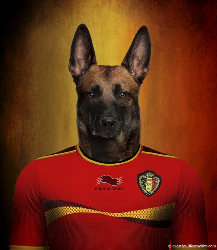 chiens coupe du monde 2014 berger belge
