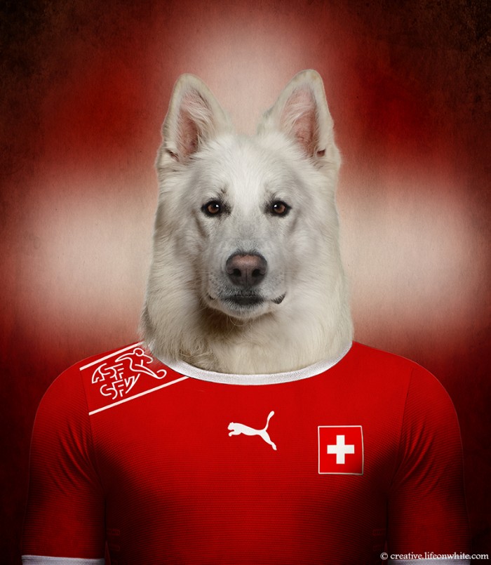 chiens coupe du monde 2014 berger blanc suisse