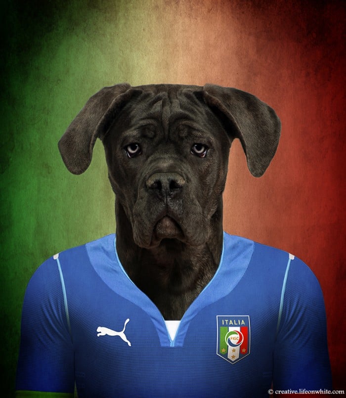 chiens coupe du monde 2014 cane corso italie