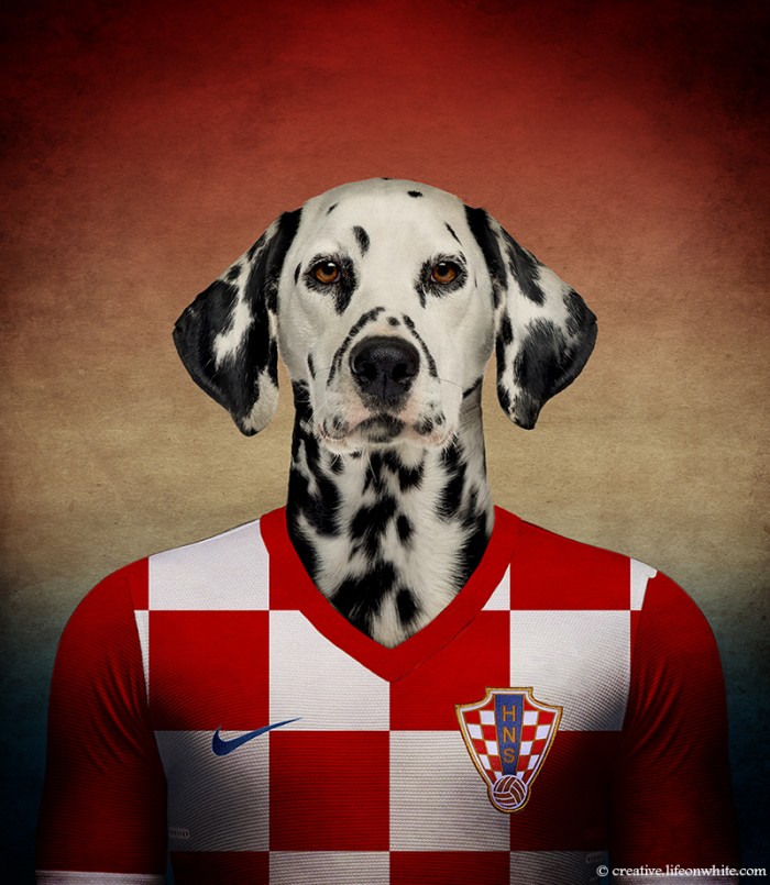 chiens coupe du monde 2014 dalmatien