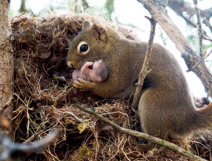 ecureuil et bebe