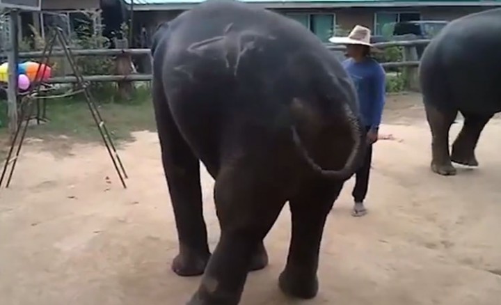 elephant qui danse
