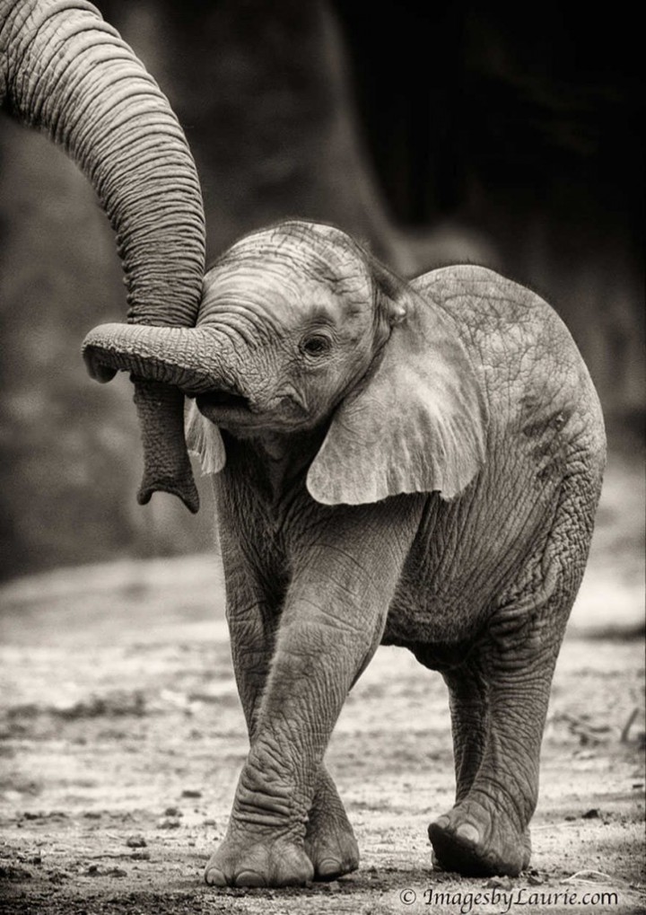 elephanteau