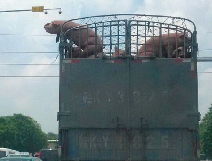 evasion cochon camion abattoir
