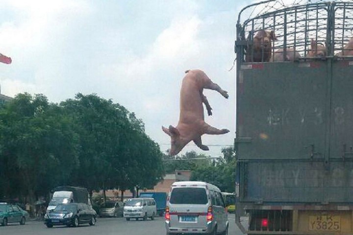 evasion cochon camion chine