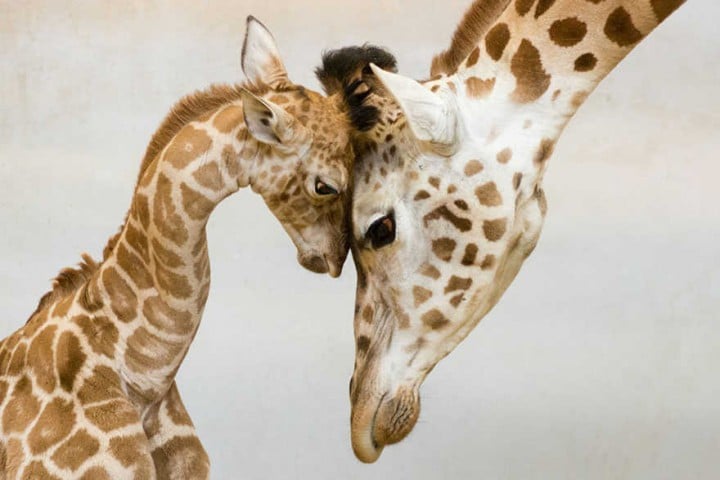 girafe et bebe