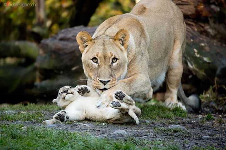 lion et bebe