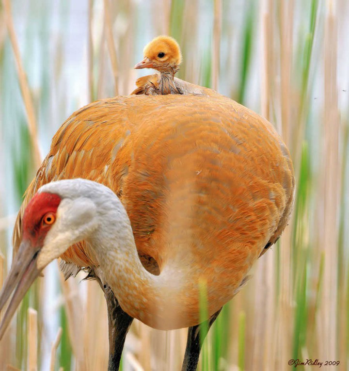 oiseau orange et bebe