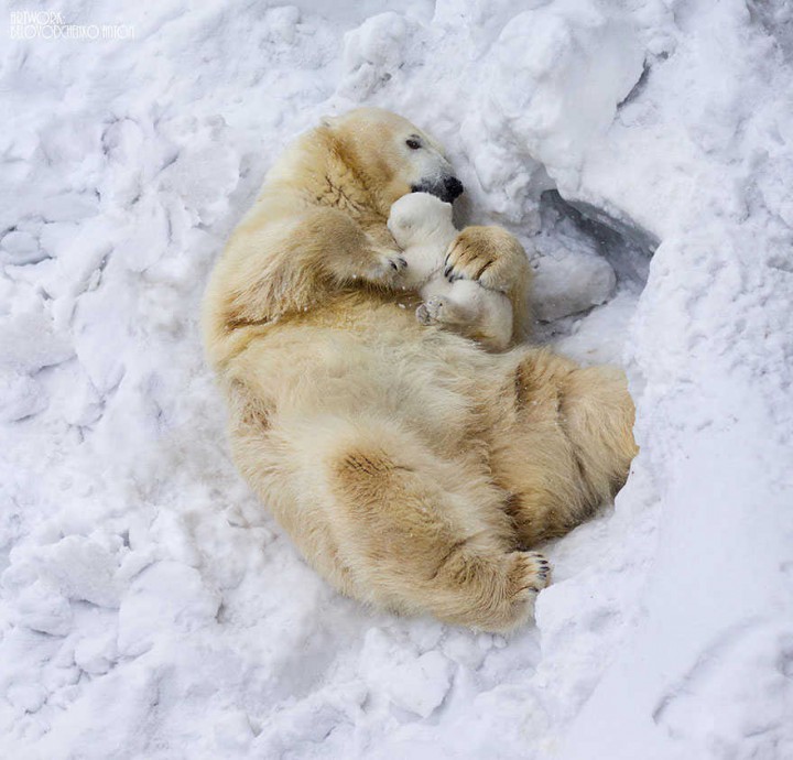 ours polaire et bebe