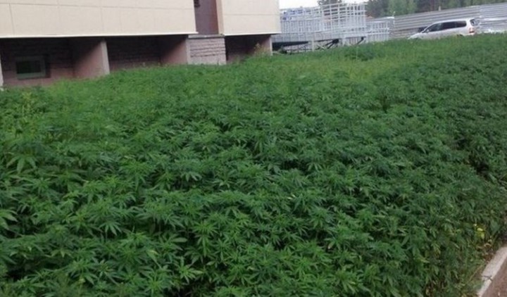 plantes cannabis russie
