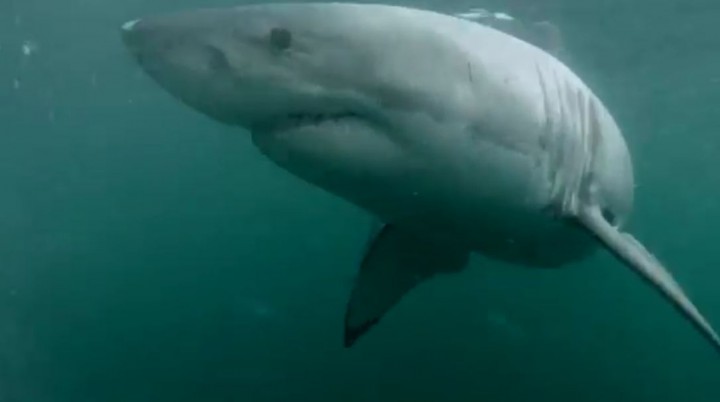 requin blanc vs homme sydney
