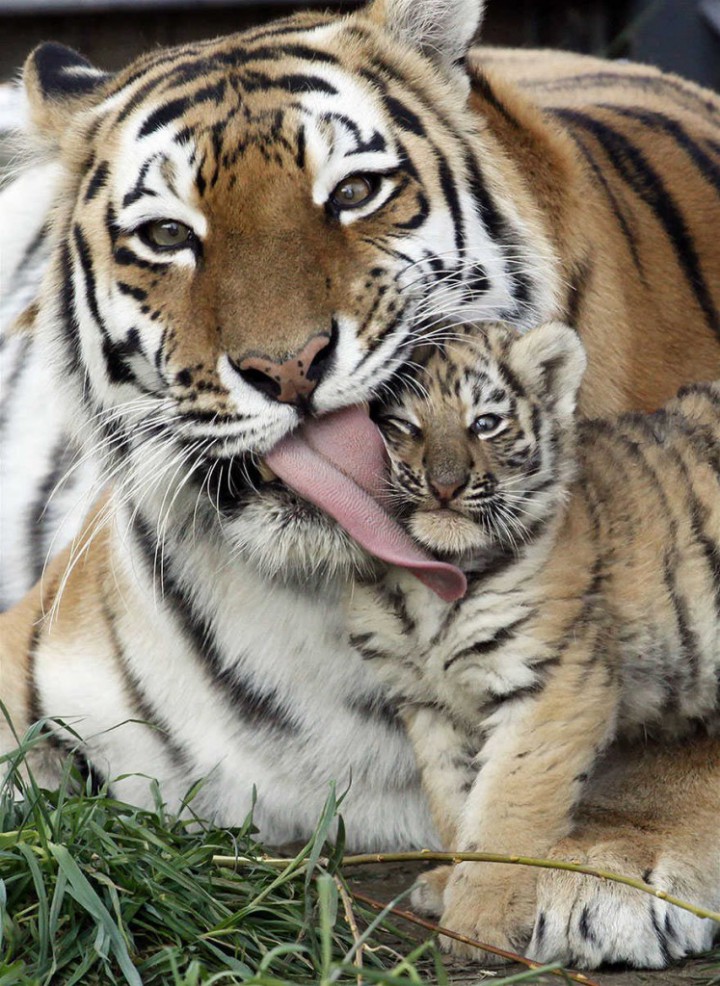 tigre et bebe