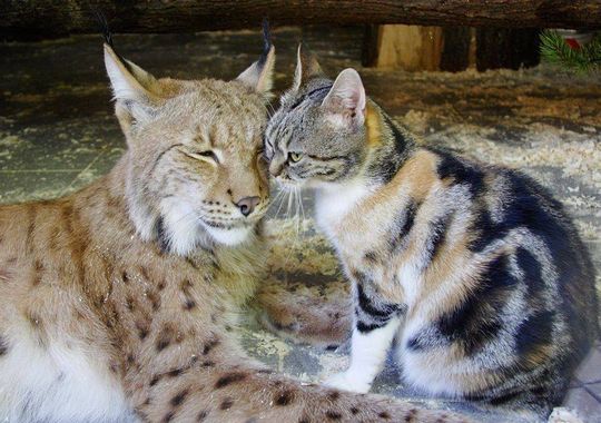 amis zoo chat lynx