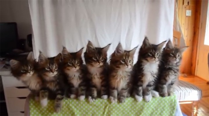 chatons synchronisation
