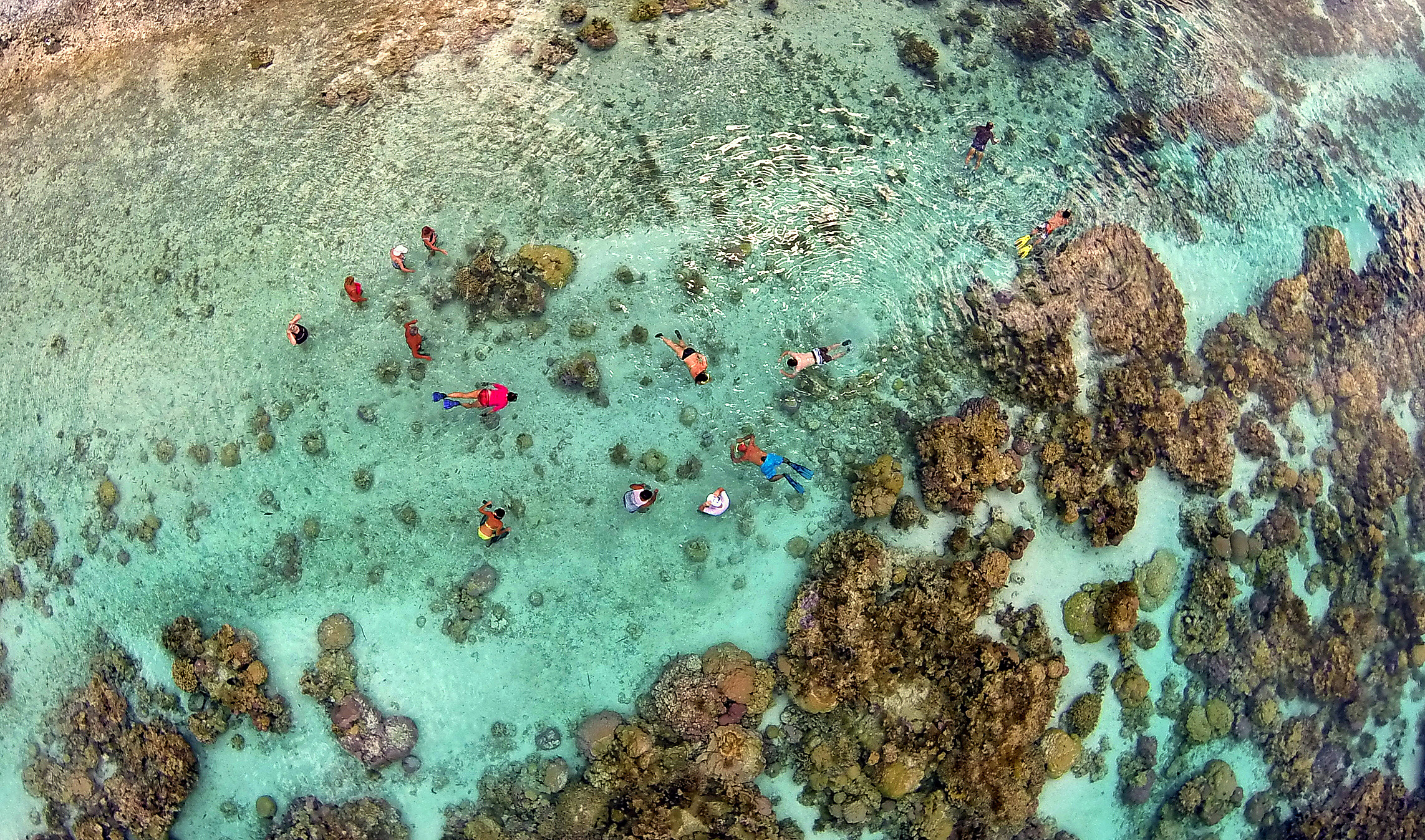 Jardin de corail dans le lagon de Taha'a