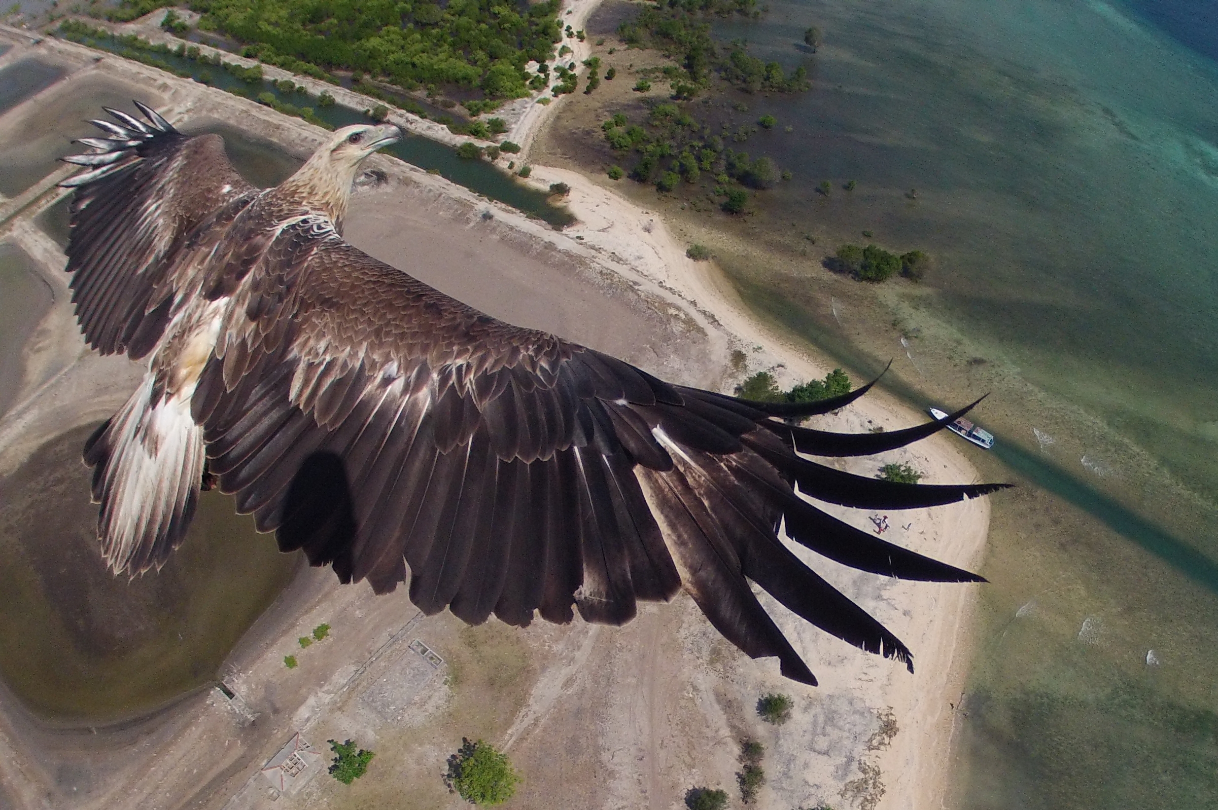 dronestagram aigle Bali