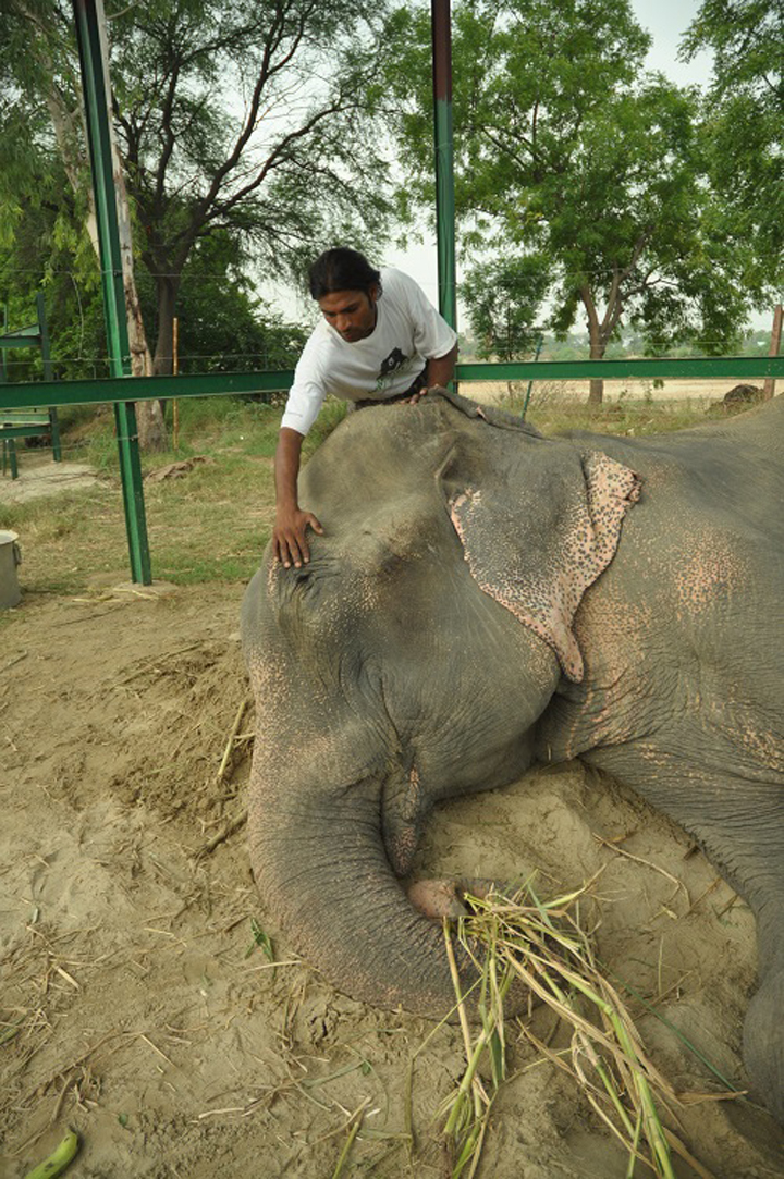 raju elephant prisonnier 2