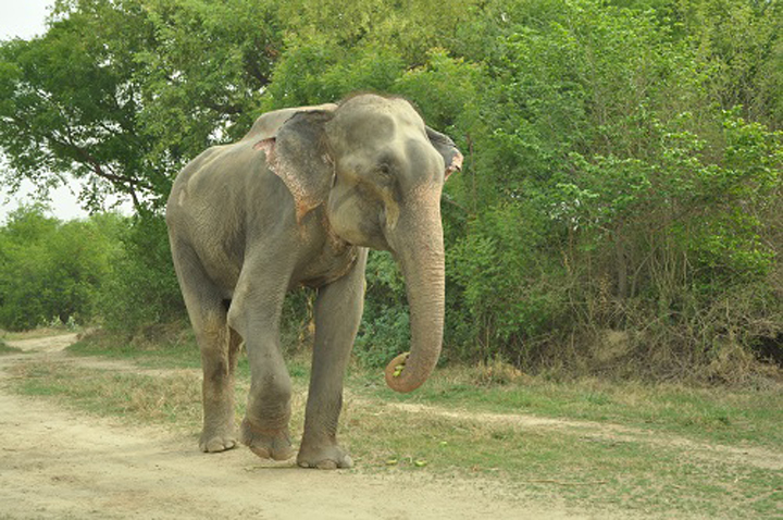 raju elephant prisonnier 3