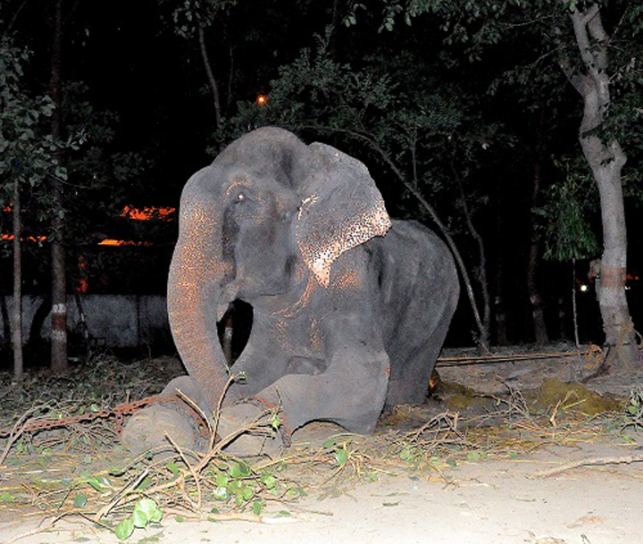 raju elephant prisonnier 5