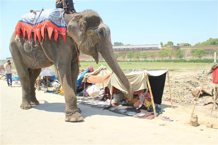 raju elephant prisonnier 6