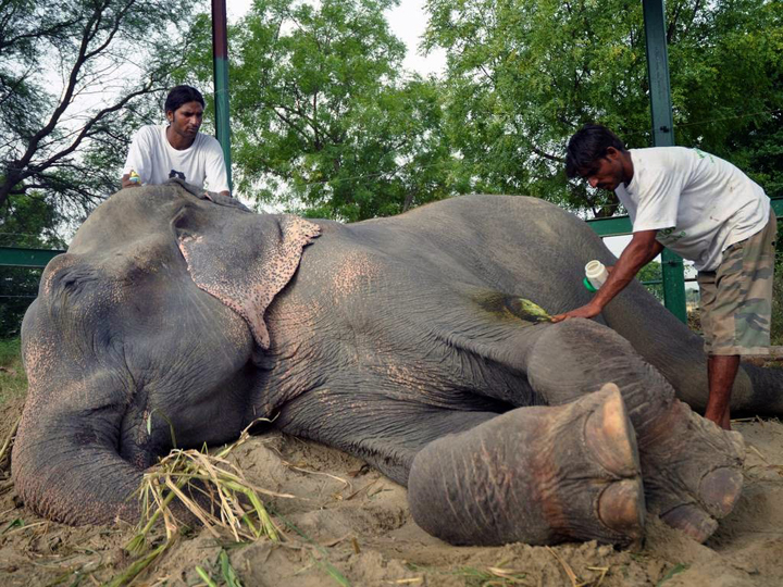 raju elephant prisonnier 7