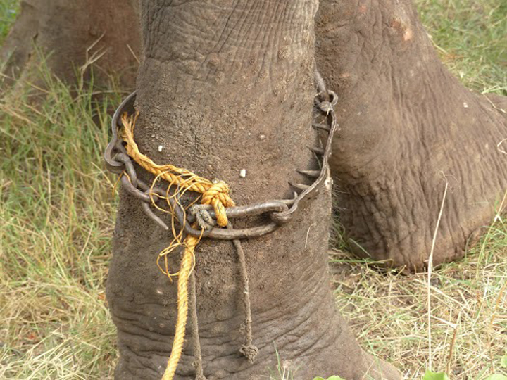 raju elephant prisonnier 8
