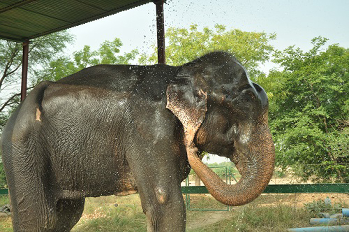 raju elephant prisonnier
