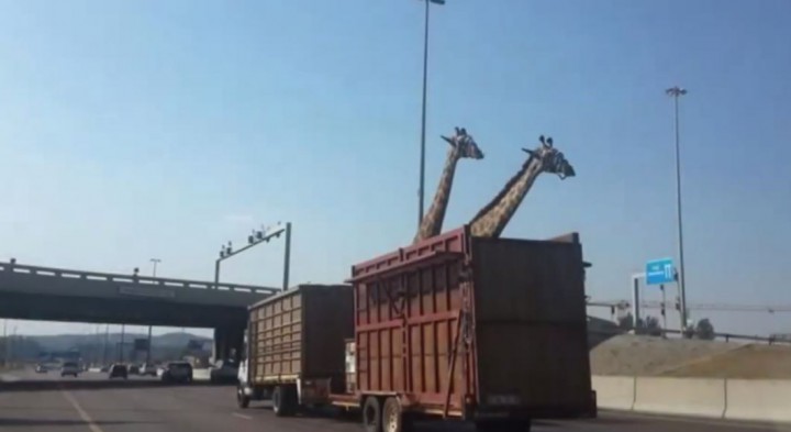 very bad trip girafe afrique du sud 1
