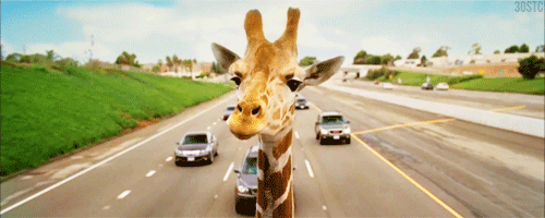 very bad trip girafe afrique du sud