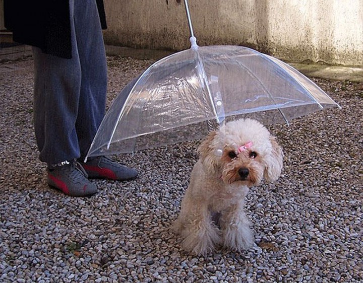parapluie chien