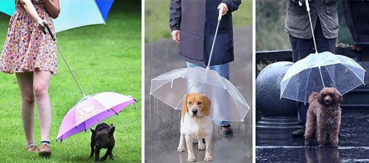 parapluie chien 2