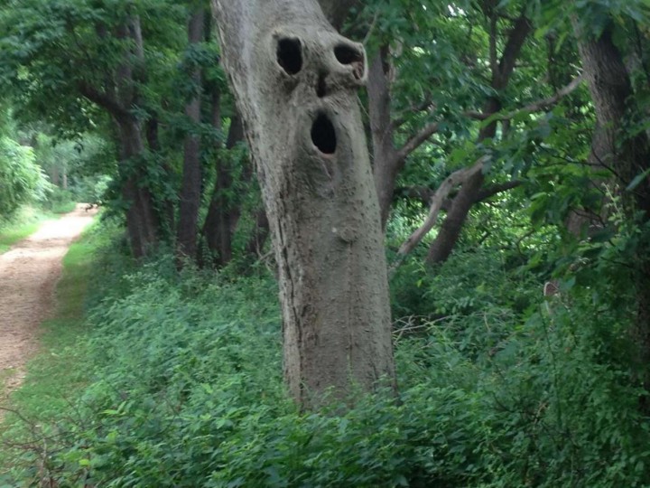 peur arbre